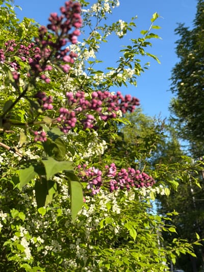 This is a close-up, low-angle, outdoor shot of blooming lilac bushes against a clear blue sky. The lilac flowers are primarily in shades of purple and pink, with some clusters appearing more pinkish and others a deeper magenta. Interspersed with the lilac are clusters of small white flowers, likely from a different plant such as a cherry or apple tree. Lush green leaves provide a backdrop for the flowers. The sunlight suggests it is daytime, likely morning or afternoon. The focus is sharp on the foreground lilacs, with the background blurring into a soft bokeh of greenery and sky, creating a sense of depth and a dreamy atmosphere. The image evokes a feeling of spring or early summer, a time of abundant blooming and clear skies. The setting appears to be a natural or garden environment, consistent with the provided location context of Yelizovo, Russia, known for its natural beauty. There is no visible text in the image.