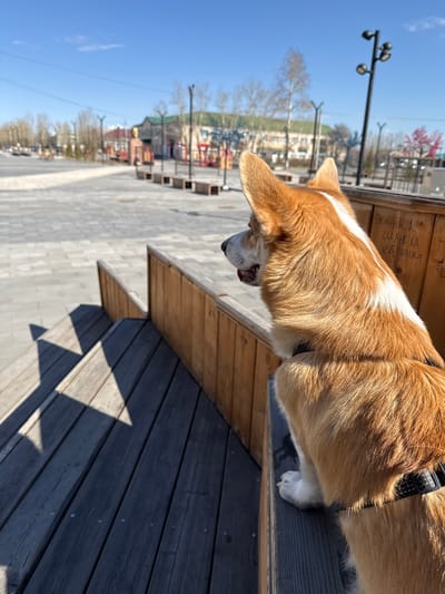 A brown and white corgi dog is standing on a dark wooden bench, looking down. The location is the city of Borzya, Russia, with a clear blue sky above. In the background, there are street lamps, trees without leaves, and buildings. The pavement is gray.