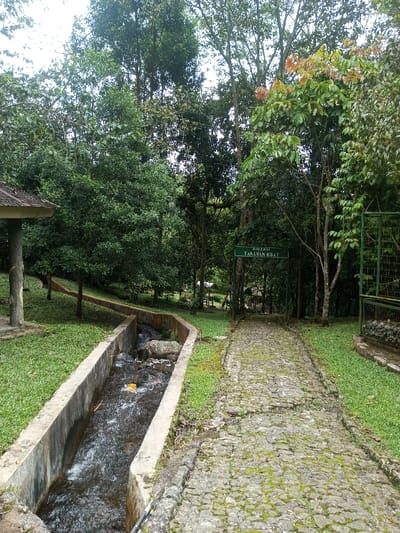The image displays an outdoor scene located in the city of Kanand, India, characterized by a natural park-like environment. A cobblestone pathway, partially covered with green moss, extends from the foreground into the background, gently curving to the left. To the immediate left of the path, a concrete-lined channel contains flowing water, within which several rocks and a yellow wrapper-like object are visible. On the far left, a section of a small structure with a light-colored, possibly tiled, roof supported by pillars is present. The environment is dominated by dense green foliage, with various trees and shrubs. Taller trees form a lush canopy in the background, and some leaves exhibit orange-brown coloration. Positioned above the pathway in the mid-ground, a dark green sign with white text reads "KOLEKSI TANAMAN OBAT". To the right of the path, a section of a green metal fence or barrier is partially visible. Further in the distance, partially obscured by trees, are faint white structures resembling gazebos or tents. The scene is illuminated by diffused daylight, indicative of an overcast sky. No individuals are present in the depicted scene.