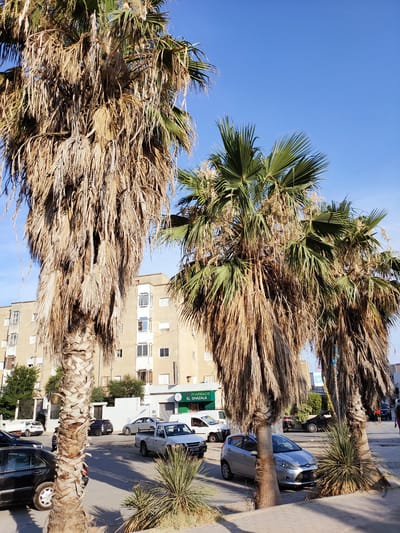 In the city of Kasserine, Tunisia, on a sunny day, two large palm trees with dry fronds dominate the foreground. The palm tree on the left is closer to the viewer and its trunk is visible. Behind the palm trees, a pale yellow, multi-story building with multiple windows and balconies is situated. In front of the building, several cars are parked and driving on the street. A white pickup truck is in the center of the image, and a silver hatchback is parked on the right. A green sign with white lettering that reads "PHARMACIE EL GHAZALA" is visible on the side of the building. The sky is clear and blue.