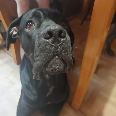 The image is a close-up, eye-level, indoor shot of a black dog's face. The dog is looking directly at the camera with a slightly droopy expression. The focus is on its snout, which is large and wrinkled, with a wet nose. The dog's dark eyes are visible, one of which is partially obscured by its ear. The background is blurred, but appears to be an indoor setting with wooden furniture and a light-colored floor. There are hints of human legs in the upper left corner. The image does not provide any information about the location in the city of Skadovsk, Ukraine, or any specific actions or interactions.