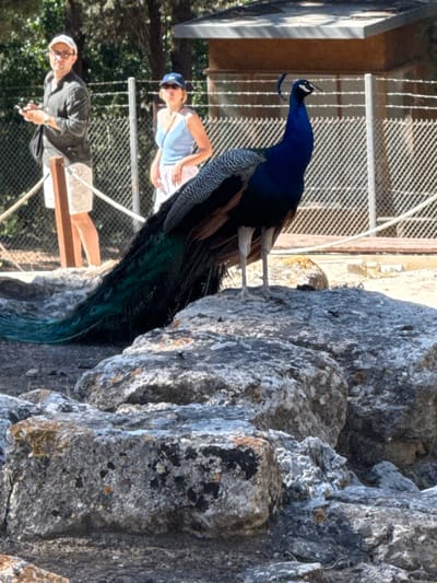 A peacock stands on large, grey rocks in a zoo enclosure in Heraklion, Greece. The peacock has iridescent blue and green plumage. In the background, two people are visible behind a fence. One person, wearing a white hat and glasses, holds a phone in their hand. The other person, wearing a blue hat and a light blue top, stands next to them. The enclosure appears to be outdoors, with trees and a wooden structure visible.