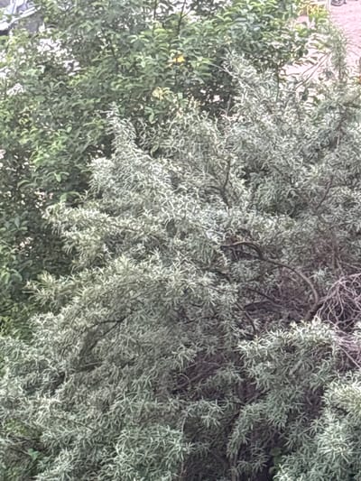 The image shows a close-up view of dense foliage, featuring two distinct types of trees. On the left, a tree with broad, dark green leaves occupies the background. To its right and in the foreground, a tree with silvery-green, narrow leaves creates a textured contrast. The lighting suggests an overcast day, with soft illumination on the leaves. There are no people, animals, or man-made objects visible in the frame. The scene is entirely natural, focusing on the botanical elements of the environment.