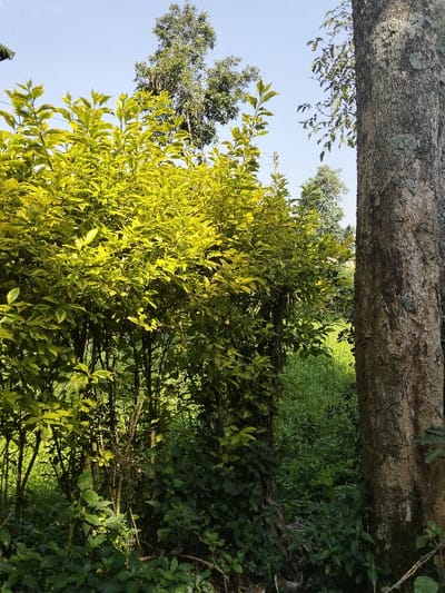 The scene depicts a natural outdoor environment in Nyansiongo ward, Kenya. The right side of the frame features a large, vertical tree trunk with textured brown bark and patches of light gray-green lichen. To the left, a dense mass of shrubs with bright, variegated yellow-green foliage occupies the mid-ground. The lower foreground consists of dark green ground cover and undergrowth. In the background, additional trees with darker green leaves are visible beneath a clear, pale blue sky. A small section of overgrown green vegetation is discernible between the foreground tree and the main shrubbery. No individuals are present. Faint vertical lines, consistent with distant utility poles, are vaguely visible against the sky.