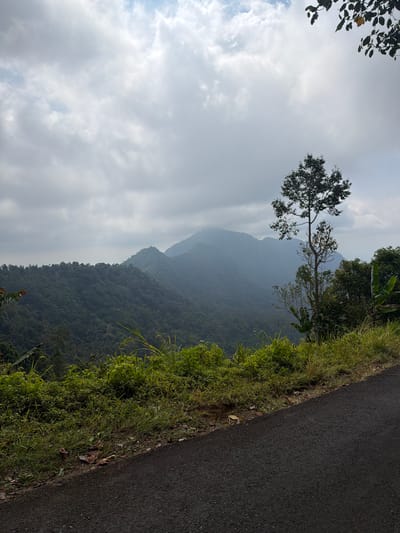 A narrow asphalt road curves into the lower right corner of the frame, bordered by a steep grassy embankment on the left. The embankment is covered in lush green grass and scattered dry leaves, with some taller reeds growing on the upper edge. Beyond the embankment, a dense forest of green trees blankets rolling hills, extending towards distant misty mountains that fade into a hazy sky. A single tall tree with sparse foliage stands prominently in the mid-right of the image, its branches reaching towards the overcast sky. The sky itself is filled with large, diffused white clouds, with hints of blue peeking through. The overall scene depicts a natural landscape with a road leading into the mountains. The image does not contain any people, actions, or interactions. The location is Sawan, Indonesia, a region known for its mountainous terrain and lush vegetation.