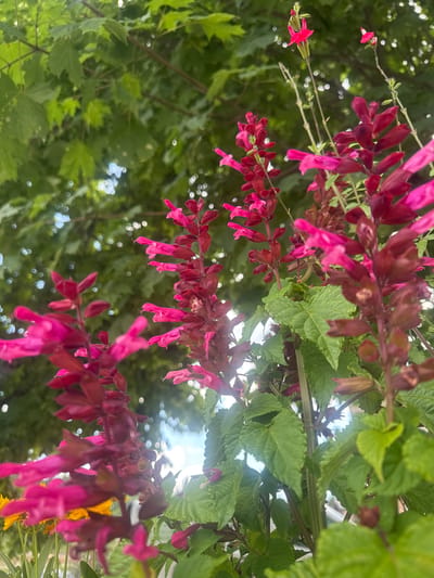 The image shows a close-up, low-angle view of a flowering plant with vibrant pink and deep red blossoms. The flowers are tubular and hang in clusters along slender stems, with some individual blooms visible in sharp focus. Lush green leaves are scattered throughout the frame, some with a slightly serrated edge. The background is a blur of green foliage and bokeh circles, suggesting a natural outdoor setting. The lighting indicates it is daytime, likely bright, as evidenced by the dappled light and some blown-out highlights suggesting sunshine filtering through the leaves. There is no visible text. The scene evokes a feeling of natural beauty and the vibrancy of a garden in bloom. The location is identified as Les Rousses, France, which is a commune in the Jura department.