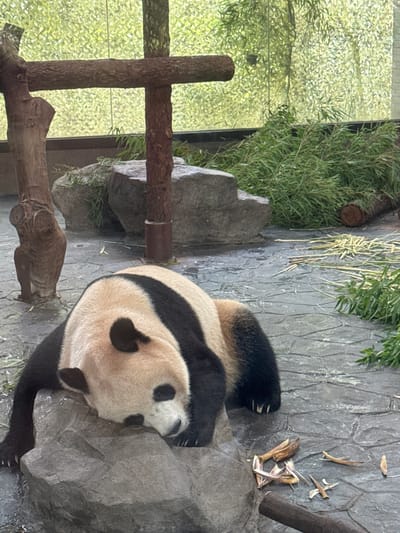 A giant panda is resting on a rock in an enclosure at the Shanghai Wild Animal Park, Pudong, China. The panda is lying on its side, with its head resting on the rock. Its black and white fur is clearly visible, and it appears to be asleep. The enclosure features a rocky ground, a wooden structure, and bamboo stalks, suggesting an outdoor habitat. The background shows a blurred green leafy pattern, possibly a netted enclosure or foliage. There are no people visible in the image. The ground is wet, indicating it might have rained or been recently watered. Scattered bamboo pieces are visible on the ground.