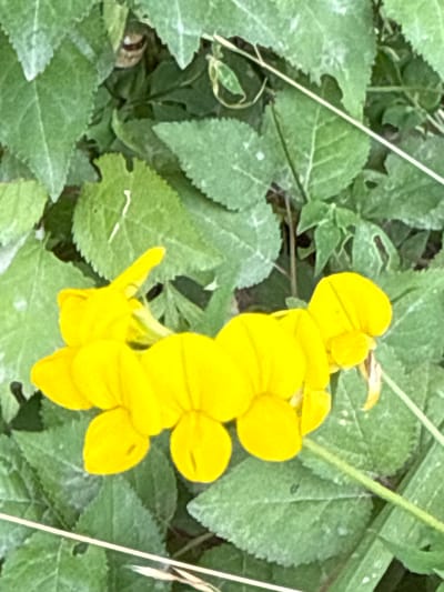 A close-up, slightly blurred photograph captures a cluster of vibrant yellow flowers against a backdrop of green foliage. The flowers are small and tubular, with some appearing to be fused together. Their petals are a bright, almost neon yellow. The surrounding leaves are a muted green, with visible veins and some signs of wear, such as small holes and rough edges. A thin, dry stalk or blade of grass runs diagonally across the upper right portion of the image. The overall impression is one of natural growth, likely in a garden or wild setting within the city of Kołczewo, Poland. There are no people or animals visible in the scene, and no discernible action is taking place. The lighting is somewhat diffused, suggesting an overcast day or shade.