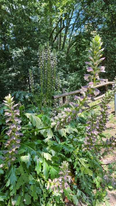 In the city of Olot, Spain, this image captures a lush, green environment with a focus on several tall, flowering plants. The plants have spiky, elongated flower stalks with delicate purple and white blossoms. Large, deeply lobed green leaves form a dense undergrowth. In the background, a weathered wooden fence runs horizontally across the frame, separating the verdant foliage from a lightly wooded area with tall trees. The sunlight filters through the leaves, creating a dappled effect on the ground and highlighting the textures of the plants and the fence. The scene appears to be a naturalistic garden or a wild, overgrown area.
