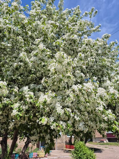 This image depicts a residential scene in Kansk, Russia, centered on a large, deciduous tree in full spring bloom. The tree is densely covered with small, white, five-petaled flowers and green leaves, almost entirely filling the frame. Gaps in the canopy reveal a clear blue sky with scattered white cirrus clouds, with power lines visible in the upper right. Below the tree, a paved or dirt ground surface is present. On the left, two tree trunks emerge from the bottom, bordering a low, multi-colored picket fence in shades of blue, pink, yellow, and green. A light-colored building is partially visible behind this area. On the right, a red wooden park bench is positioned near a compact green bush, with a brick building featuring dark red window elements further in the background. The scene is illuminated by strong natural daylight, and no human figures are present.