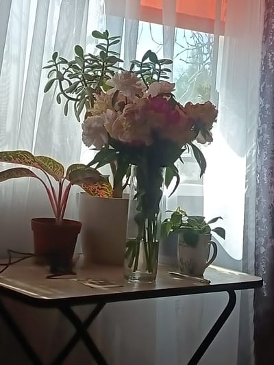 The image depicts a still life scene on a table in front of a window with sheer white curtains. On the table, there are several potted plants, including a jade plant and a plant with variegated leaves, as well as a bouquet of light-colored flowers in a clear vase. A small mug with a plant is also visible. A thin pen lies on the table. The lighting suggests it is daytime, with natural light filtering through the window. The location is identified as Navapolatsk, Belarus. No people are present in the image.