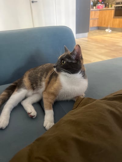 A tortoiseshell cat with white, brown, and black patches is lying on a teal blue sofa. The cat is looking to the left of the frame with its head turned. Its paws are splayed out on the sofa. In the foreground, a person's brown pants are visible. The background shows a kitchen area with wooden cabinets and countertops. The scene appears to be an indoor residential setting, likely in a home. The location is identified as Novoselye, Russia.