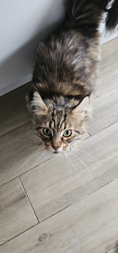 The image shows a close-up, top-down view of a tabby cat with green eyes and long white whiskers, looking upwards. The cat has brown and black striped fur. It is positioned on a light-colored wooden floor. A portion of a white wall and shadow are visible in the upper left corner. There are no people or any other objects present in the scene. There is no information in the image to suggest a location in Sint-Niklaas, Belgium.