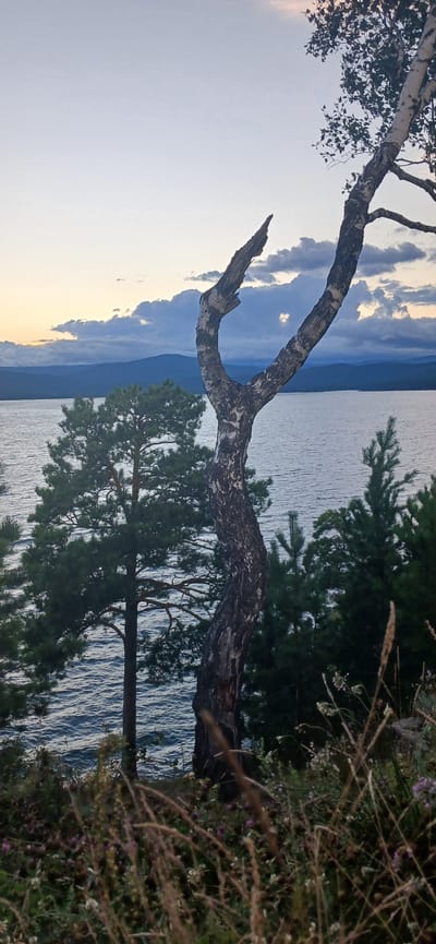 This is a vertical, eye-level shot of a serene natural landscape. In the foreground, to the right, a weathered tree trunk with dark bark twisted with lighter patches stands prominently, its upper branches gnarled and bare. To the left of this tree, a dark green pine tree is visible. The middle ground features a wide, calm body of water, likely Lake Turgoyak, reflecting the muted colors of the sky and surrounding landscape. Beyond the water, a range of low, dark blue mountains stretches across the horizon. The sky above is a blend of pale blue and gray clouds, with a hint of soft light suggesting either dawn or dusk. The very bottom of the image shows a patch of dry grass and some small purple flowers. The scene is tranquil and appears to be an unpopulated outdoor location in Turgoyak, Russia.