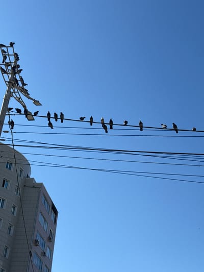 The image captures a clear, bright blue sky above a city, likely Yakutsk, Russia, given the context. A tall, metal utility pole with multiple crossbars is prominently featured on the left side of the frame, supporting a complex network of electrical wires. Numerous pigeons are perched on these wires and the utility pole's structure, their dark silhouettes contrasting sharply against the sky.

Below the wires and to the right, a modern multi-story building with a light-colored facade and numerous windows is visible. Several units of air conditioning are mounted on the building's exterior. The architectural style suggests a residential or commercial building common in urban environments.

The scene is devoid of any human presence. The overall atmosphere is one of quiet observation, highlighting the ubiquity of these birds in an urban setting. The lighting suggests it is daytime with strong sunlight, casting no discernible shadows from the birds or wires due to the sky's overwhelming brightness and the low angle of the sun relative to the perspective. The image is shot from a low angle, looking upwards towards the sky and the utility infrastructure.