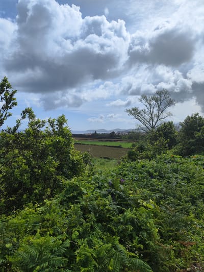 The image shows a landscape in Ribeira Grande, Portugal, featuring dense green vegetation in the foreground. Ferns and various shrubs fill the lower portion of the frame. Through an opening in the greenery, cultivated fields are visible in the mid-ground, appearing brown and green. Further in the distance, a cluster of buildings marks a settlement. The horizon features a coastline, and above, the sky is dominated by large, gray and white clouds.