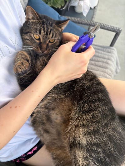 A close-up, high-angle shot shows a person's hands holding a tabby cat that is lying on its back. The cat's fur is a mix of brown, black, and tan with distinct stripes. Its eyes are open and a piercing yellow-green. The person's hands are holding purple nail clippers with metal blades, poised to trim the cat's nails. The person is wearing a white t-shirt and dark patterned shorts. The background appears to be an outdoor setting, with a grey woven chair and a blue cushion visible. The lighting suggests it is daytime. The scene is indoors in Toronto, Canada.