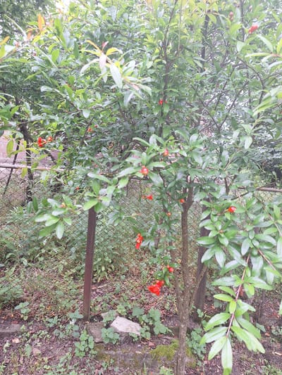 The image shows a close-up of a pomegranate tree with lush green leaves and several small, red fruits visible. The tree is growing in a garden setting, with a wire fence in the background and a dirt ground cover. There are also some fallen leaves and small plants on the ground. The overall lighting suggests it is daytime, possibly overcast. The scene appears to be in Zeda Sazano, Georgia, as indicated by the metadata. There are no people or animals visible in the image.