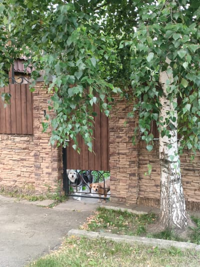 Two dogs are looking through an open gate in a stone wall. One dog is black and white with floppy ears and is on the left. The other dog is tan and has floppy ears and is on the right. The gate is made of dark wood. The stone wall is made of rectangular, light brown stones. A birch tree with white bark and green leaves is to the right of the gate. Green leaves from a large tree hang over the gate and wall. The ground in front of the gate is paved with asphalt and has some patches of grass and dry leaves. The scene appears to be outdoors during the daytime, possibly in a residential area in Boltino, Russia, given the presence of a fenced yard and a birch tree.