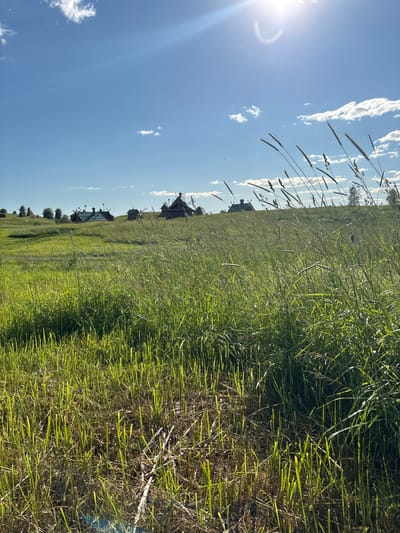 This image depicts a bright, sunny day in a grassy field with a clear blue sky and scattered white clouds. The sun is visible in the upper left corner, casting a lens flare. The foreground is dominated by tall, green grass, some of which is dry and brown. In the middle ground, several rustic wooden structures with dark roofs are visible, reminiscent of traditional Russian architecture. Some of these structures appear to be windmills, suggesting a rural or historical setting. A line of trees can be seen in the distance, with a hint of a wider landscape beyond. The image seems to capture a peaceful, natural scene, likely during the daytime. There is no visible text in the image. The orientation of the image is portrait, rotated 90 degrees clockwise.