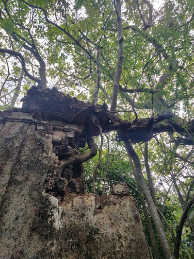 The image shows a low-angle view of a tree growing out of a crumbling stone structure. The tree's trunk is thick and gnarled, with branches extending upward and outward, covered in green leaves. The stone structure appears to be an old wall or building, severely deteriorated with broken pieces and a weathered surface. The environment consists of sky visible through the leaves and other trees partially visible in the background. The location of this scene is Marna, India, which is suggested by the structure and vegetation.