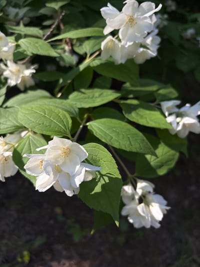 This is a close-up, low-angle, outdoor photograph of white jasmine flowers and green leaves against a dark, blurred background of soil and shadows. The flowers are clustered on branches with abundant foliage, and sunlight illuminates the delicate petals and yellow stamen. The scene appears to be in a garden or park setting in Komarovo, Russia, likely during springtime or summer. There are no people or animals present in the image. The focus is entirely on the natural beauty of the flowering plant.