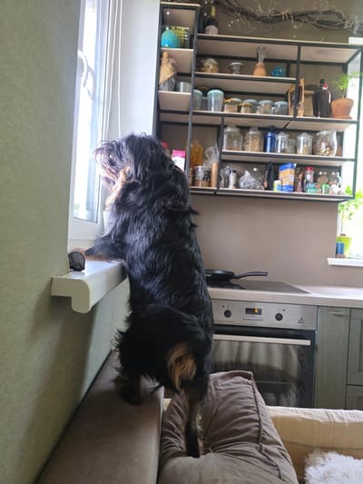 An adult, black and tan, long-haired dog is standing on its hind legs on a white windowsill, looking out a window. The dog's front paws are on the windowsill, and its body is angled to the left, with its hindquarters resting on a brown upholstered couch. The couch is partially visible in the foreground. Behind the dog is a kitchen area. To the right of the dog, a shelf unit is visible, filled with various jars and containers. Below the shelves, a stovetop with a black frying pan is on a counter, and an oven is visible below the stovetop. The kitchen wall is a neutral brown color. The window is bright, suggesting daylight. No specific location in Brilliant, Russia is discernible from the image.