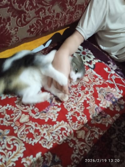 The scene is an indoor setting within the city of Khujayli, Uzbekistan, captured on 2026/2/19 at 13:20. A domestic cat, predominantly white with dark grey and brownish patches along its back and head, lies on its left side on a red textile patterned with ornate gold and dark floral or scrollwork designs. Its head is slightly turned towards the viewer, revealing light-colored eyes. A human's fair-skinned right forearm and hand are visible, with the hand gently gripping the cat's midsection. The human wears a light-colored, short-sleeved top with a ribbed cuff. The cat's front left paw rests near the human's hand. Behind the human's arm and the cat, a darker, possibly maroon or brown, patterned fabric is visible, along with a narrow strip of yellow and dark fabric. The overall impression is an interaction between a human and a cat on a patterned surface.