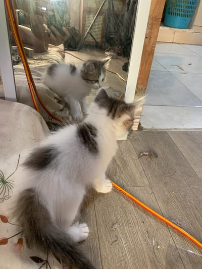 A young kitten with white and grey markings is sitting on a wooden floor, looking into a mirror. The kitten is fluffy and appears to be curious. In the reflection of the mirror, another kitten of similar appearance can be seen. The environment appears to be indoors, with the floor made of wood planks and some bedding visible in the foreground. There are also some cables running across the floor and along the edge of the mirror. A blue basket is visible in the background, suggesting a domestic setting. The overall impression is of a playful and domestic scene. The image is likely taken in Tanjungsepreh, Indonesia.