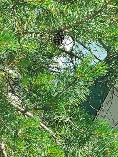 The image displays a close-up view of pine branches with green needles. A single pinecone is visible, partially obscured by the needles, near the center of the frame. The background is out of focus, showing a mesh fence and hints of a building or structure. The lighting suggests it is daytime, with bright sunlight filtering through the branches. The setting is likely an outdoor environment in the city of Khorol, Russia, given the context.