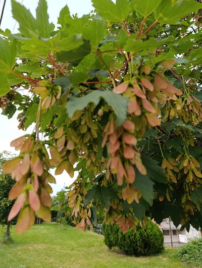 The image shows a close-up view of maple tree seeds, also known as samaras, hanging from branches. The samaras are in various stages of development, with some appearing green and others a reddish-brown. The leaves of the maple tree are a vibrant green, and some appear slightly wet, possibly from recent rain. In the background, a well-maintained grassy area is visible, suggesting a park or public space. Further in the distance, a building with a white facade and windows can be seen, along with some evergreen shrubs. The overall scene depicts a natural setting within an urban environment. This location is likely in the city of Razgrad, Bulgaria.
