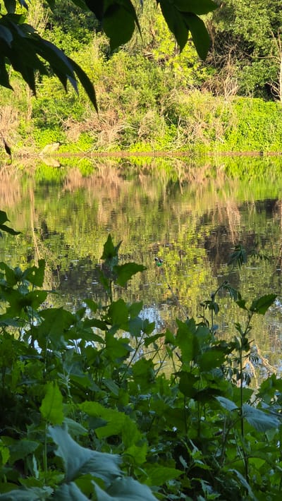 This image captures a serene natural scene near the city of Krugloozernoe, Kazakhstan, focusing on a calm body of water surrounded by lush greenery. The foreground is dominated by large, leafy plants in various shades of green, some with lighter undersides, creating a dense foliage effect. Beyond the plants, the water surface reflects the vibrant green vegetation and tree branches from the opposite bank, creating a shimmering, textured pattern. A few thin, bare branches are also visible along the waterline on the far bank, contrasting with the dense green growth. In the middle of the water, a fishing rod stands upright, its line extending into the water, suggesting human presence engaged in fishing. The overall atmosphere is tranquil and natural, highlighting the interplay of light, water, and plant life.