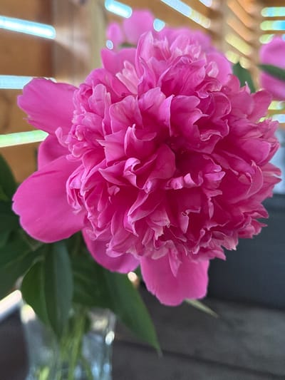 The image shows a close-up of a vibrant pink peony flower. The flower is fully bloomed, with many ruffled petals that create a complex and layered texture. The lighting suggests it is daytime, with bright illumination highlighting the flower's rich color and delicate details.
In the background, there are hints of a setting. To the left, there are blurred vertical lines, possibly part of a wooden structure or furniture, with soft, out-of-focus bokeh lights that create a dreamy effect. To the right, the background is darker and textured, with some out-of-focus greenery and possibly a glass object. This suggests the flower might be indoors near a window or outdoors in a garden setting.
The focus is entirely on the peony, drawing the viewer's attention to its beauty and form. The image evokes a sense of natural beauty and tranquility. There is no visible text in the image. The context provided is Aespa, Estonia.