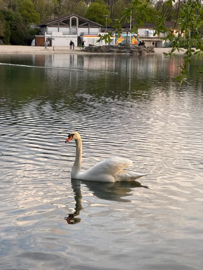 The scene depicts a white swan floating on a body of water, likely a lake or river, in Illkirch-Graffenstaden, France. The swan is oriented with its head facing left, its long neck curved downward towards the water. Its reflection is visible in the rippled surface of the water. The background features a building or structure along the shoreline, with trees and greenery visible on the land. The sky is not visible. People are present on the shore near the building.