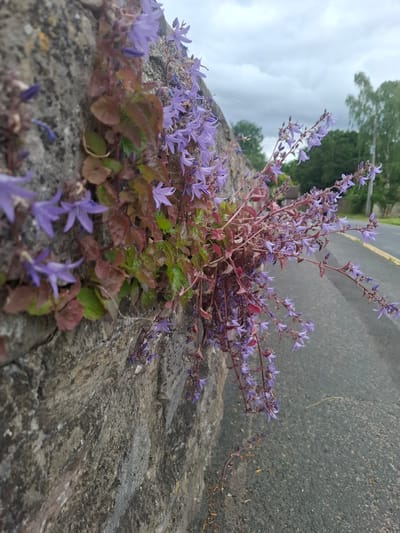 A low-angle, forensic perspective depicts a dense cluster of purple bellflowers, likely Campanula portenschlagiana, actively growing from the crevices of a textured, grey stone wall in Richmond, United Kingdom. The wall, constructed from irregularly shaped, weathered stones, occupies the left foreground and midground, with visible lichen and faint discoloration. The bellflowers, presenting numerous small, campanulate purple blossoms and unopened buds, emerge from the upper and middle sections of the wall. Their foliage exhibits a mix of vibrant green and reddish-brown leaves. Several stems trail downwards and extend diagonally across the frame, overhanging a grey asphalt road that runs parallel to the wall on the right. A distinct yellow line is visible along the far edge of the asphalt, indicating a road marking. In the background, beyond the road, a line of deciduous trees with green foliage is discernible against an overcast sky characterized by diffused grey cloud cover. The scene is illuminated by soft, natural light, consistent with a cloudy day. There are no individuals, animals, or vehicles present in the visible area.