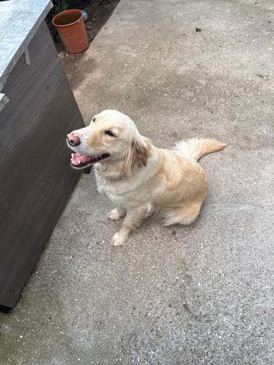 A light-colored dog, likely a Golden Retriever or similar breed, is sitting on a concrete surface. The dog is looking upwards and to its left, with its mouth open and tongue visible. It is wearing a dark collar. To the left of the dog is a section of a dark brown, wooden structure with a metal top edge. In the background, behind the dog, is a dirt area with a reddish-brown bucket filled with murky water, and a fragment of a colorful ball. The concrete surface appears somewhat weathered and has scattered dark specks and lighter pebbles. The scene is outdoors, with natural lighting. The location is identified as Tutrakan, Bulgaria.