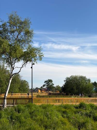 The image depicts a sunny day in a park-like setting in Yelizovo, Russia, likely along a river or body of water given the lush vegetation. A prominent feature is a long, elevated wooden boardwalk with bright yellow railings that curves through the landscape. The boardwalk is bordered by tall, vibrant green grass and other dense foliage in the foreground. In the middle ground, several people are visible on the boardwalk, including a couple standing together and others walking. Beyond the boardwalk, there are trees and some modern wooden buildings, possibly part of a recreational complex or residential area. In the background, more trees and structures are visible, and the sky is a clear blue with wispy white clouds. A tall, slender lamppost stands near the foreground tree, which has a distinct white trunk and green leaves.