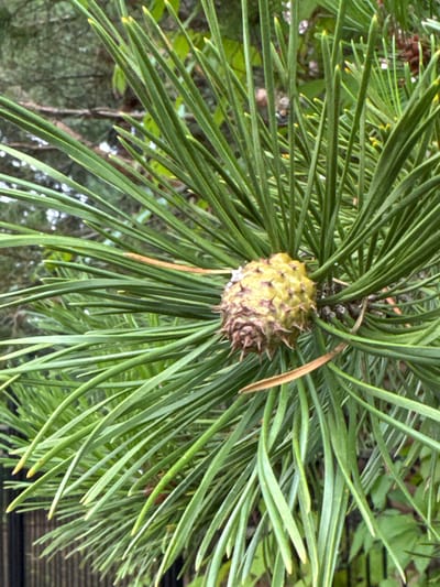 A close-up, eye-level shot captures a young pine cone surrounded by vibrant green pine needles. The pine cone, positioned in the center of the frame, is predominantly yellow-green with sharp, brown prickles. Its scales are tightly closed, indicating it is not yet mature. The pine needles, which form a dense backdrop, are long and slender, with slightly yellow tips. The background is a blur of green foliage and hints of brown branches, suggesting an outdoor, natural setting. There is no indication of human presence or activity in the image. The specific location of Затишье Снт, Russia, is not discernible from the visual information provided.