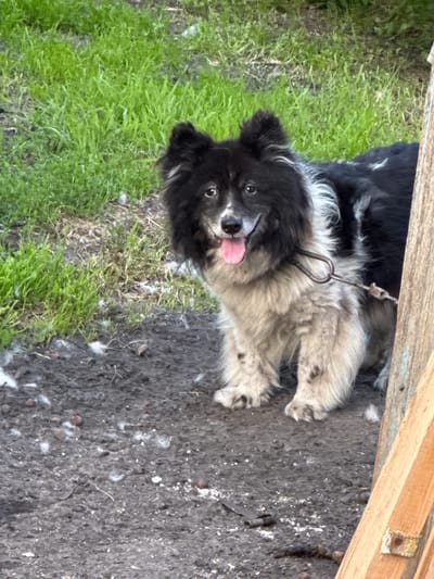 In the city of Bigila, Russia, a medium-sized dog with black and white fur stands on a dirt patch near a wooden fence. The dog has floppy ears, a long snout, and its pink tongue is sticking out, suggesting it might be panting or happy. A metal chain leash is attached to its collar and secured to the fence. The ground is uneven and appears to be a mix of dirt, small stones, and scattered white debris, possibly feathers or cotton. In the background, a patch of green grass is visible, indicating an outdoor setting. The lighting suggests it is daytime.
