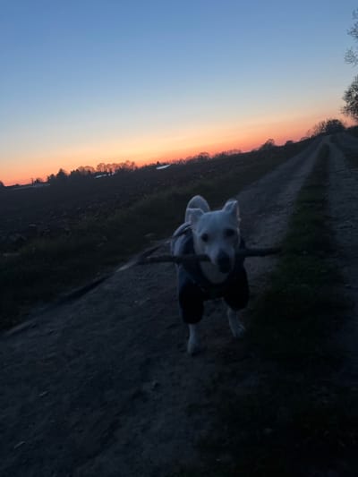 A white canine, dressed in a dark blue protective garment covering its torso and legs, stands on an unpaved earthen path. It faces the viewer directly, holding a dark stick horizontally in its jaws. Its ears are upright. The path recedes into the distance towards the upper right, flanked by dark vegetation and agricultural land. The sky exhibits a gradient transition from dark blue overhead to hues of orange and pink along the horizon, indicating twilight. A sparse tree line and a faint structure are visible on the distant horizon. The scene is illuminated by ambient twilight, casting long shadows and darkening the foreground. This rural environment is situated within or near Würselen, Germany.