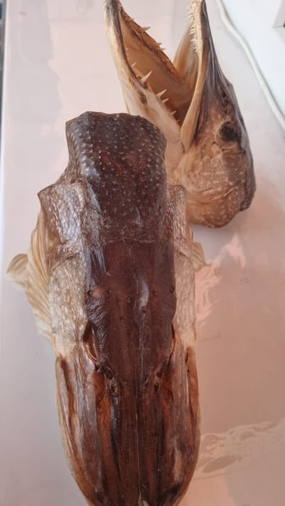 Two dried fish heads, likely pike, are displayed on a white surface. One head, in the foreground and out of focus, is dark brown with visible scales and a textured dorsal surface. The other head, in the background and also out of focus, has its mouth agape, revealing rows of sharp teeth. The setting appears to be indoors, with a hint of a window or light source in the upper left corner. There are no people or discernible actions taking place, and the image is static. The location of Aleksin, Russia, is not visually represented in the image itself, but is provided as external context.