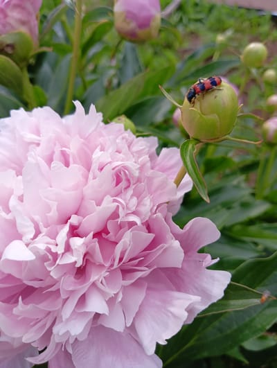 In Нижнетроицкий, Russia, a close-up, eye-level, outdoor shot captures a vibrant pink peony in full bloom, its delicate petals filling the left half of the frame. To the right, a green peony bud is visible, topped by a small insect with red and black stripes. The background consists of lush green foliage and other peony buds, some also in pink, creating a soft, natural setting. The lighting is even, highlighting the textures of the flower and the insect.