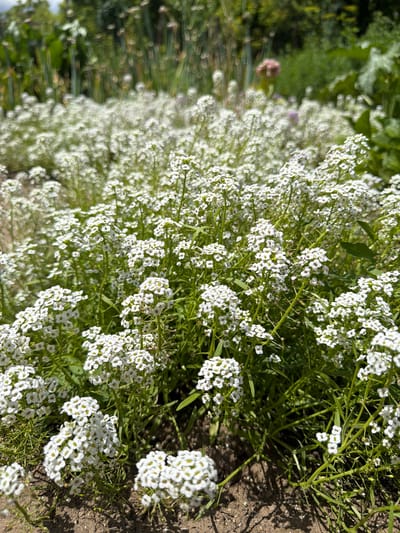 The image depicts a close-up, low-angle view of a densely packed bed of small white flowers, likely Sweet Alyssum, with green foliage. The flowers are clustered on thin, wiry stems, creating a carpet of white. The ground beneath the flowers appears to be dry, sandy soil, with some dappled sunlight casting shadows. In the background, out of focus, are taller green plants and foliage, suggesting a garden or natural setting. There are no people or animals visible. The overall impression is one of abundance and delicate beauty in a sunlit outdoor environment. The location of Selanovtsi, Bulgaria, is not visually evident from the image itself; this information is provided as context.