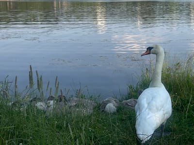 In the city of Zhdanovichi, Belarus, a serene waterscape unfolds. A large white swan stands prominently in the foreground on the grassy bank of a lake, its gaze directed towards the water. Behind it, partially obscured by tall green grass and reeds, a clutch of cygnets are nestled together, their grey downy feathers blending with the foliage. The lake's surface reflects the soft light of the sky, with ripples gently disturbing the calm. The far bank of the lake shows a hazy, indistinct shoreline, suggesting a natural or park-like setting. The overall impression is one of quiet domesticity and the peaceful coexistence of nature.