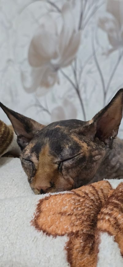 This is a close-up, vertically oriented photograph of a Cornish Rex cat sleeping on a textured blanket with a floral-patterned background. The cat has a distinctive brindle coat with patches of dark brown, black, and tan fur. Its eyes are closed, and its head is nestled against the blanket, suggesting a state of deep sleep and comfort. The cat's large, pointed ears are visible. The blanket it rests on is soft and plush, with a brown and white pattern that appears to be a stylized animal print, possibly tiger stripes. The background is a wall covered with wallpaper featuring a subtle, light-colored floral design with grey outlines. The lighting is soft, indicating an indoor setting, likely during daytime. The overall mood is peaceful and serene, capturing a moment of rest for the pet. No visible text is present in the image. The location context of Baku, Azerbaijan, is provided externally and cannot be determined from the visual information alone.