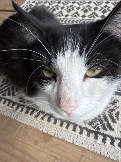 A close-up, overhead shot shows the head of a black and white cat lying on a rug with a geometric pattern. The cat's face is mostly white with black markings around its ears and eyes. Its yellow eyes are open and looking towards the camera. The cat's whiskers are long and white, fanning out from its nose and muzzle. The rug beneath the cat has a black and beige pattern of interlocking shapes. The background shows a wooden surface. The image does not contain any information to determine its location in Dobrovske settlement, Ukraine.