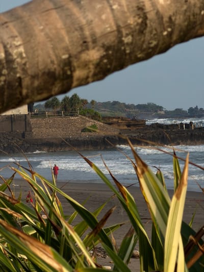 A wide-angle coastal scene in Belalang, Indonesia, is observed during golden hour, characterized by warm light. The upper portion of the frame is dominated by a large, out-of-focus brown palm tree trunk extending horizontally. The lower foreground features out-of-focus, variegated green and yellow-striped foliage. In the midground, a dark sand beach is visible, where a single individual, viewed from behind, wears a red shirt and shorts while wading in the shallow, white-capped ocean surf. Beyond the immediate beach, a dark, rocky coastline is prominent. To the left, a multi-tiered stone wall and embankment rise, supporting a flat elevated area with scattered green, spiky vegetation positioned behind a low wooden fence. Further along the rocky coast to the right, two small groups of individuals are discernible sitting on a raised rocky platform near the water. A structure composed of several vertical white pillars is present within the water or on a rocky shelf closer to the distant shoreline. The background consists of rolling hills covered in dense green foliage, with several structures visible intermittently. The sky is clear and light blue.