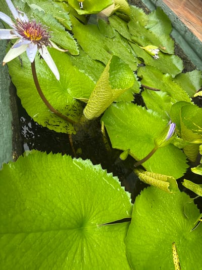 This overhead shot depicts an outdoor cultivated water garden or pond located in Acapulco, Mexico. The scene is dominated by numerous vibrant green water lily pads, identified as Nymphaea species, many of which exhibit visible water droplets on their surfaces, suggesting recent moisture.
In the upper left quadrant, one partially opened water lily flower is prominently featured. It possesses light lavender-white petals that encircle a dense, multi-hued center composed of yellow and reddish-brown stamens. Several other water lily elements are present: a notable, upright, purple-tipped bud is visible in the mid-right, while smaller, emerging buds and tightly curled, yellowish leaves are scattered across the water surface.
The dark, still water fills the spaces between the lily pads. A dense aggregation of numerous small, dark-bodied fish, indicative of juveniles, is visible swimming in the darker aquatic areas, particularly beneath the leaves in the lower-left portion of the image. The dark green or greyish concrete edge of the pond container is discernible along the left and upper-right margins, confirming an artificial water feature. The overall environment is an active, cultivated aquatic ecosystem under natural light conditions.