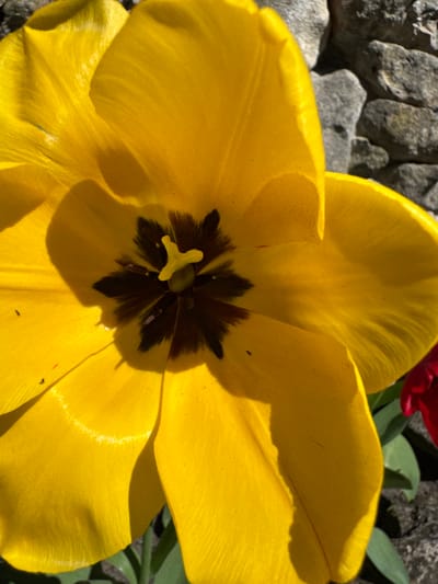Close-up photograph of a yellow tulip flower in bloom. The center of the flower is dark brown with a yellow pistil. Grey rocks are visible in the upper left corner, and green leaves and a red flower are visible in the background. The location is inferred to be Kalimantsi, Bulgaria, but there are no contextual elements in the photograph to confirm this. No people are visible.