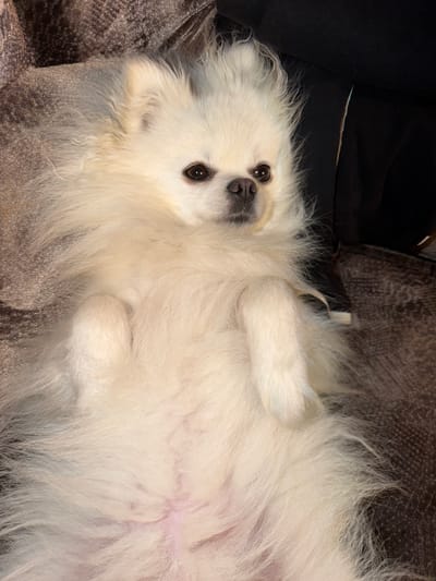 A fluffy white Pomeranian dog is lying on its back on a textured, dark gray surface, possibly a couch or blanket. The dog's fur is voluminous and appears soft, with its front paws curled up towards its chest. The dog's face is partially visible, with dark eyes and a black nose. The background consists of dark, possibly black fabric. The scene appears to be indoors, in a home environment. The image quality suggests it was taken with a smartphone camera. The specific location in Папярнянскі сельскі Савет, Belarus, cannot be determined from the visual information provided in the image.